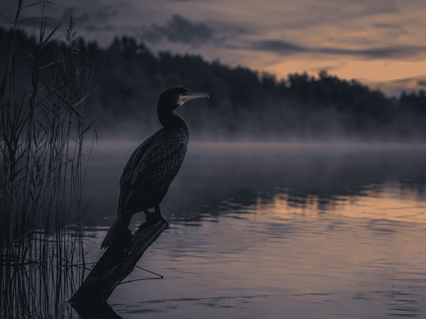 Kormoran